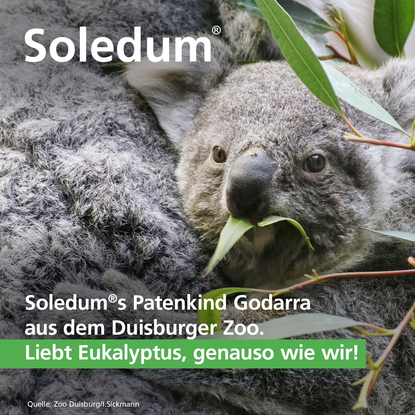 Soledum® Balsam bei Erkältungskrankheiten der Atemwege