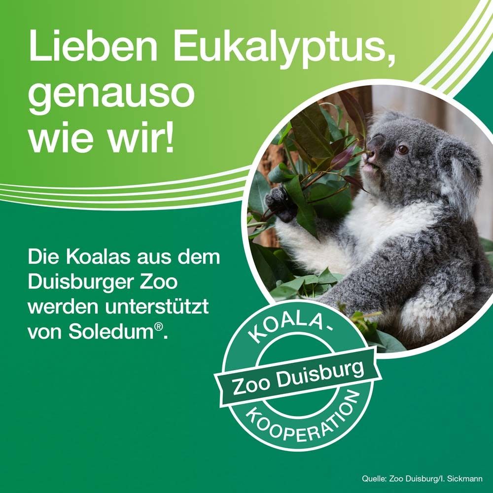 Koala im Zoo Duisburg. Text: Koalas werden von Soledum® unterstützt. Koala Zoo Duisburg Kooperation.