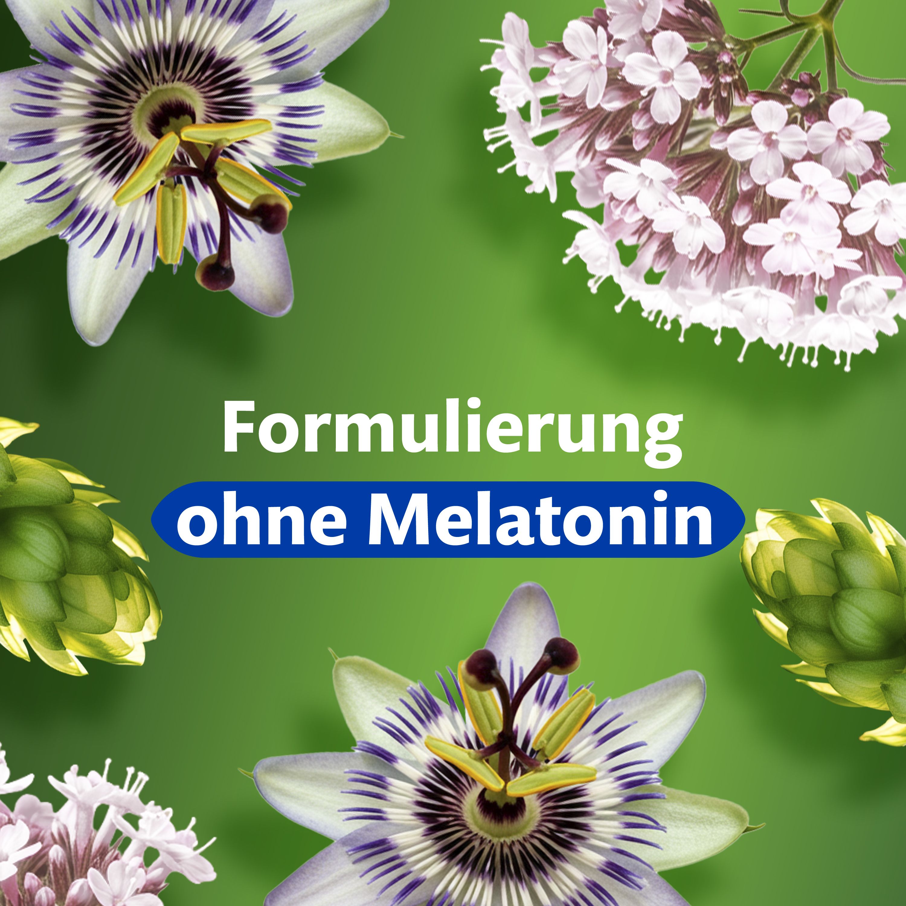 Blumenarrangement mit Passionsblume, Hopfenzapfen und Baldrianwurzel. Text: Formulierung ohne Melatonin.