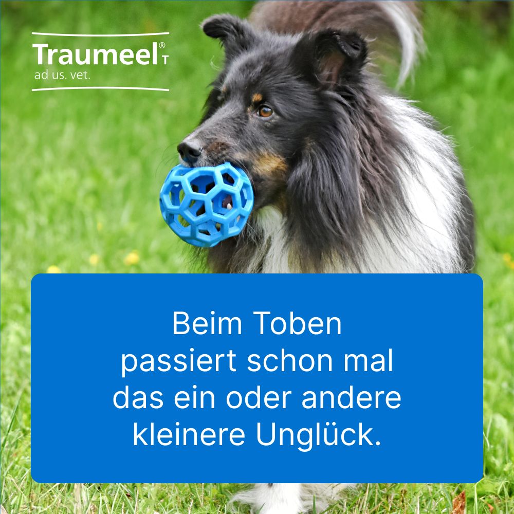 Traumeel® T ad us. Vet