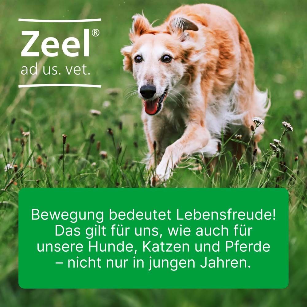 Ein Hund rennt über eine Wiese. Oben steht Zeel® ad us. vet. Auf einem grünen Feld steht Text.