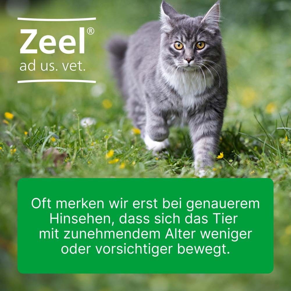 Eine Katze geht über eine Wiese. Oben steht Zeel® ad us. vet. Auf einem grünen Feld steht Text.