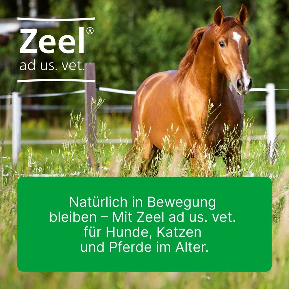 Ein Pferd steht auf einer Wiese. Oben steht Zeel® ad us. vet. Auf einem grünen Feld steht Text.
