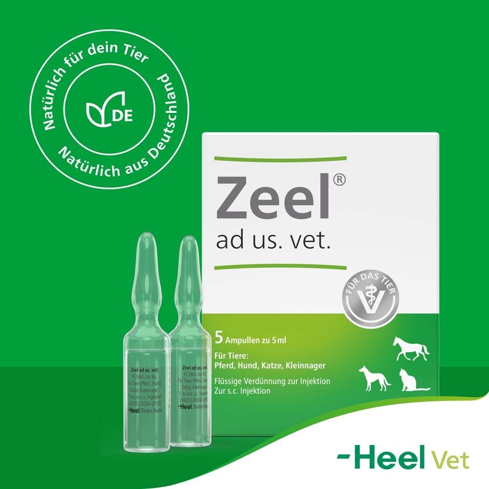 Zwei Ampullen und eine Schachtel. Auf der Schachtel steht Zeel® ad us. vet. und 5 Ampullen zu 5 ml.