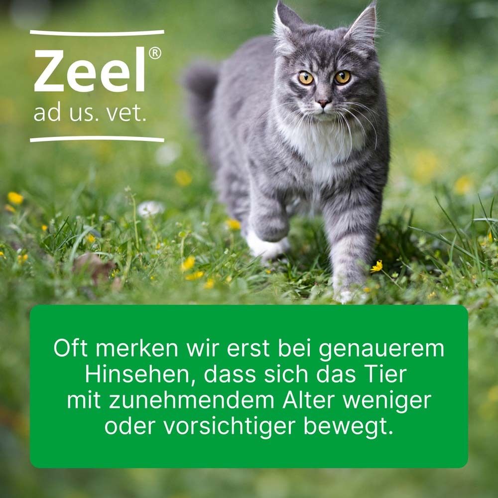 Graue Katze im Gras mit Zeel ad us. vet. Logo. Text: Oft merken wir erst bei genauerem Hinsehen, dass sich das Tier mit zunehmendem Alter weniger oder vorsichtiger bewegt.