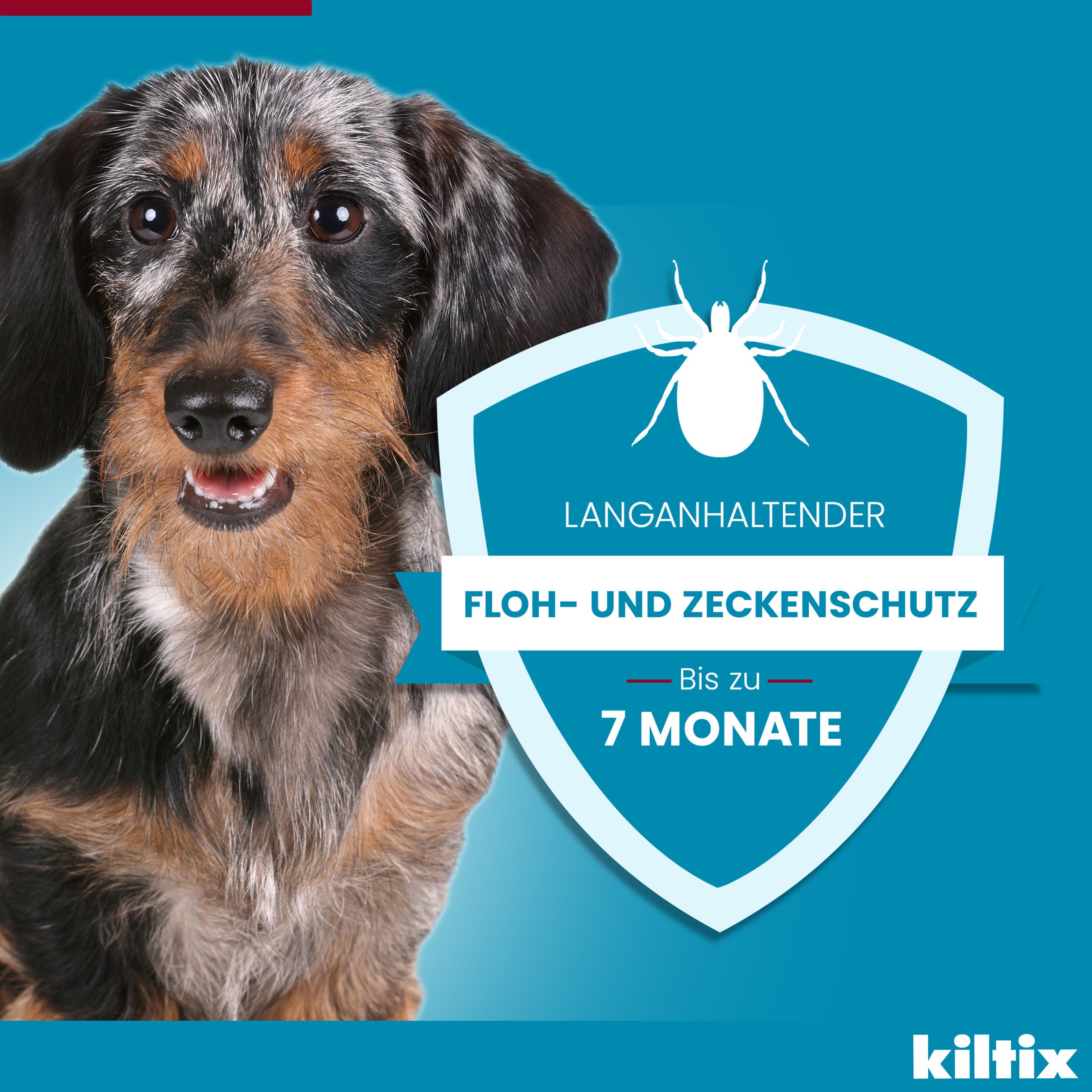 Blauer Hintergrund. Text: Lang anhaltender Floh- und Zeckenschutz bis zu 7 Monate. Hund mit Zecke.