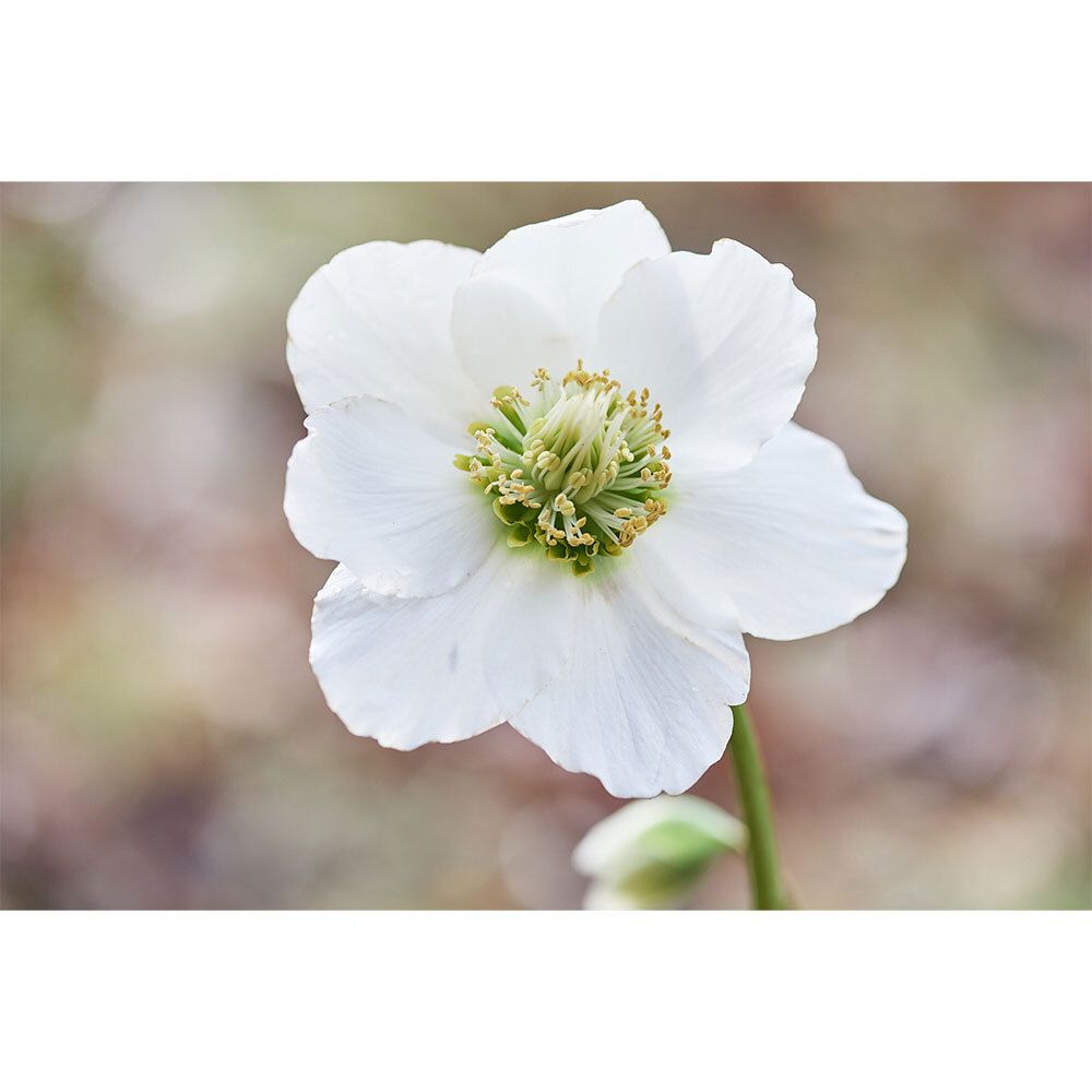 Helleborus Niger D 20 aquos.Ampullen 8 St Ampullen