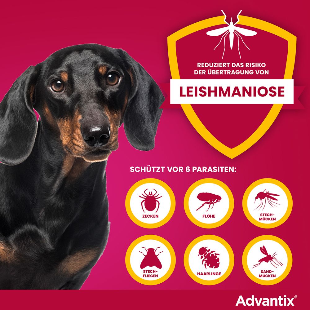 Advantix®-Werbung. Dackel, rote Grafik. Text: Schützt vor 6 Parasiten. Reduziert das Risiko von Leishmaniose.