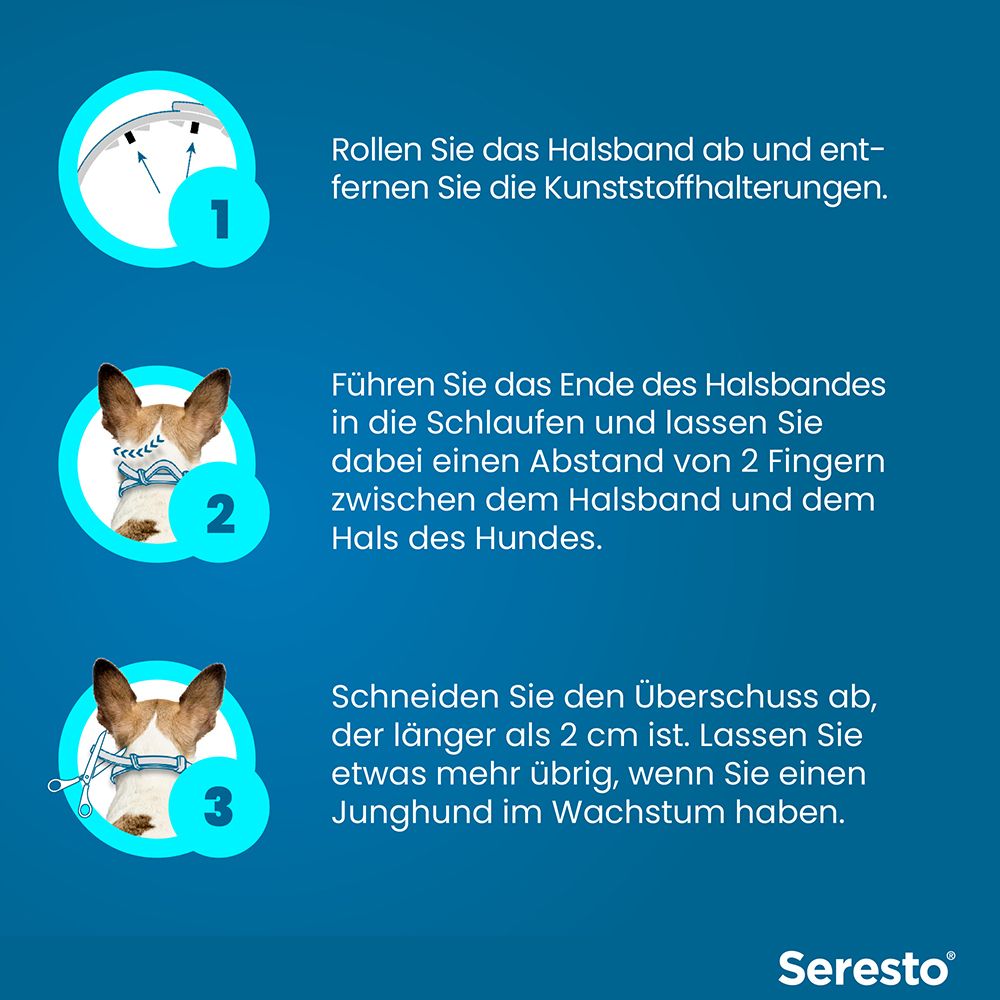 Blauer Hintergrund mit Anweisungen. Schritte: Halsband abrollen, Ende durch Schlaufen führen, Überschuss abschneiden.