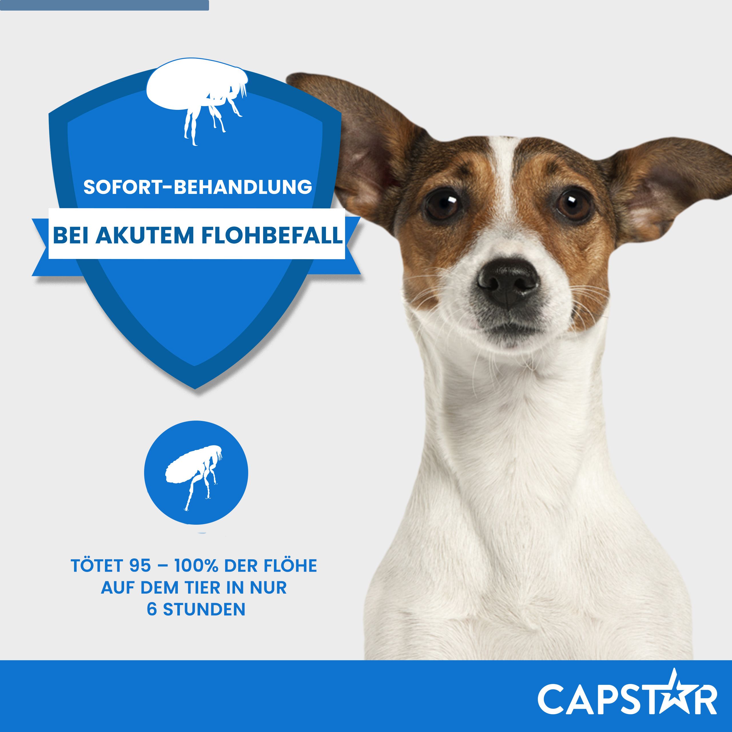Werbebild mit Hund. Text: Sofortbehandlung bei akutem Flohbefall. Tötet 95-100% der Flöhe in 6 Stunden. Produktname Capstar.