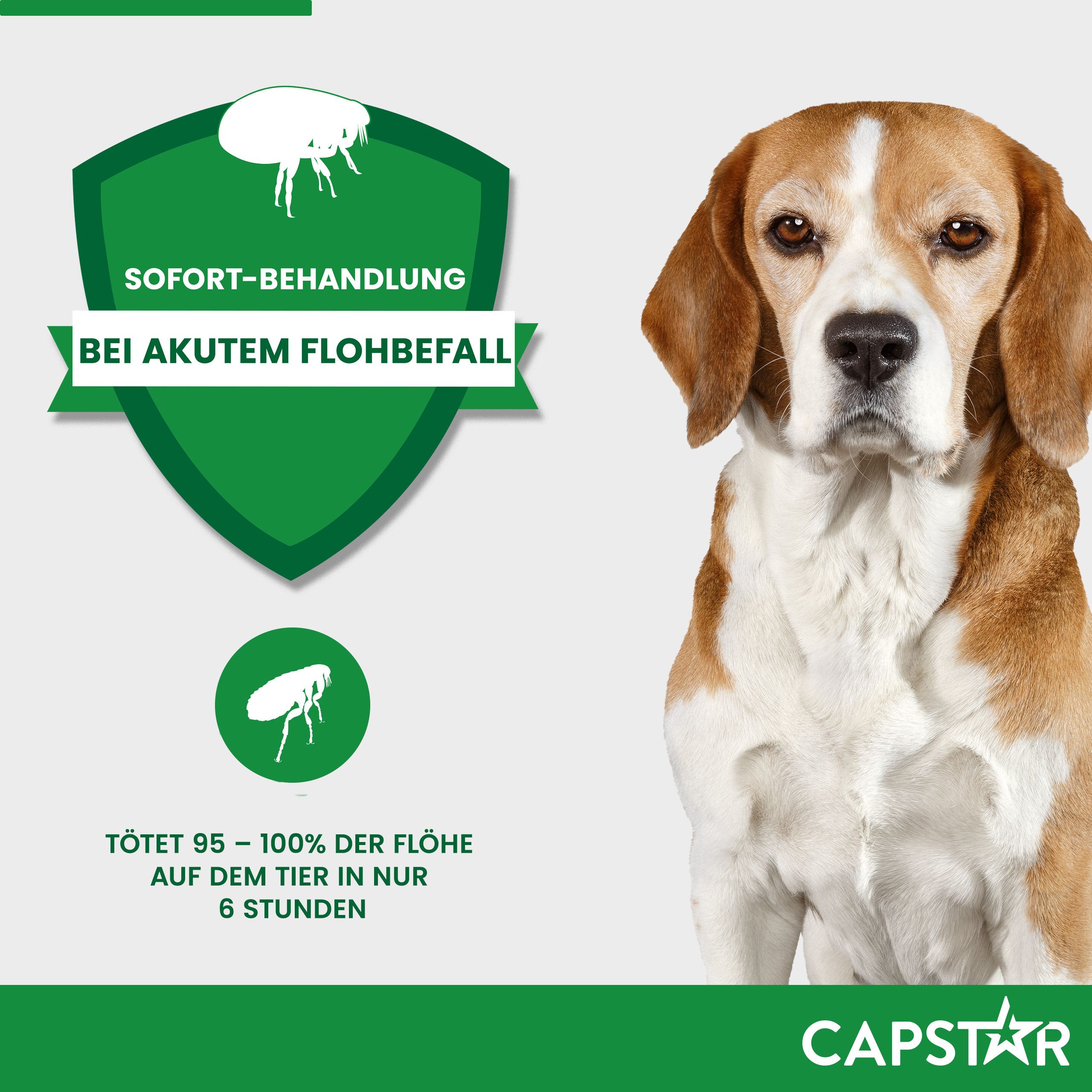 Infografik: Sofort-Behandlung bei akutem Flohbefall. Text: Tötet 95-100% der Flöhe in 6 Stunden. CAPSTAR Logo.