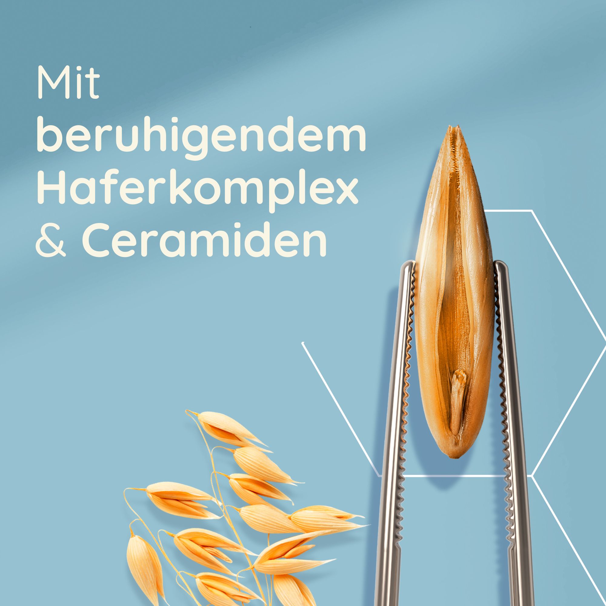Ein einzelnes goldenes Haferkorn wird mit einer Pinzette gehalten. Daneben sind Haferrispen zu sehen.