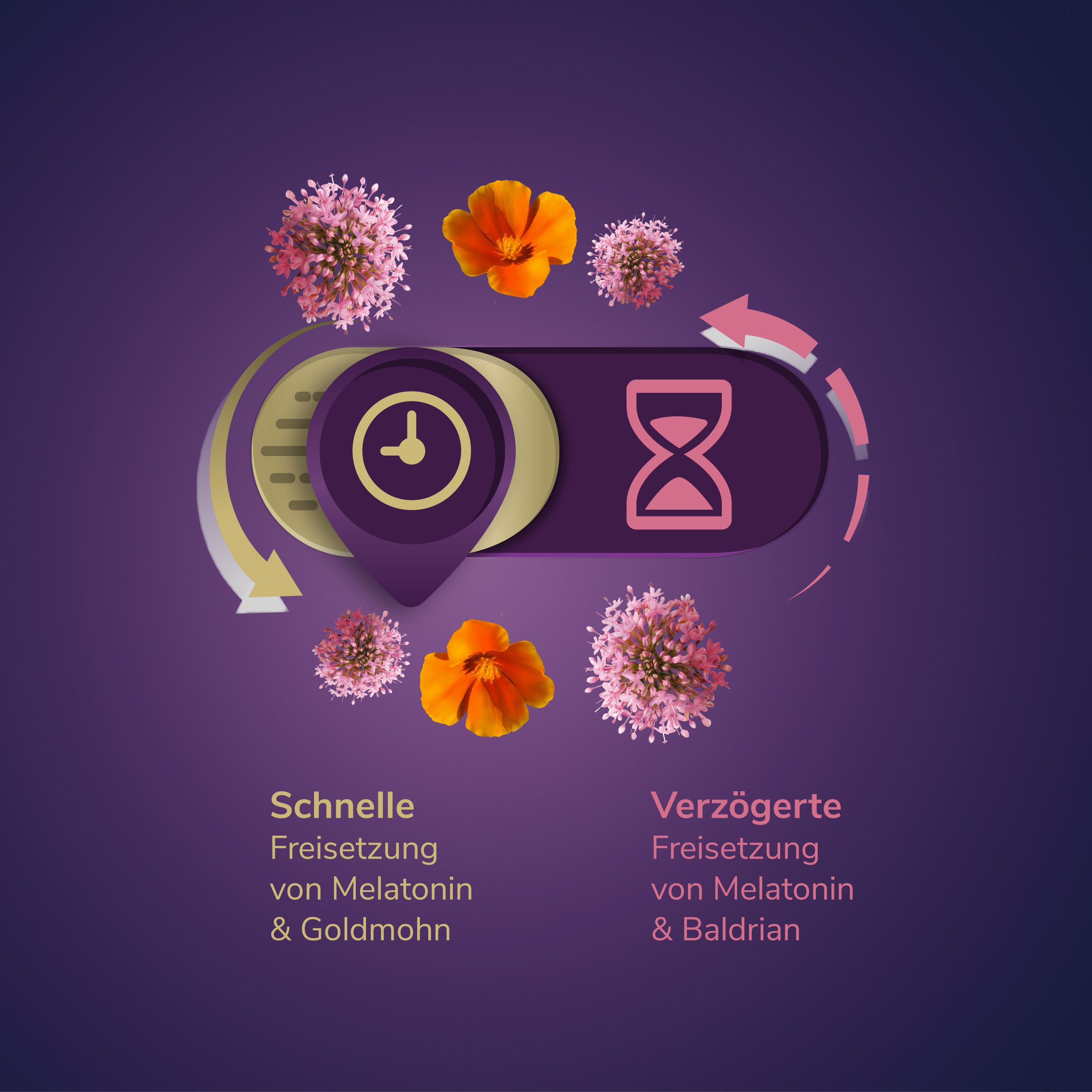 Grafik mit Uhr und Sanduhr. Text: Schnelle und verzögerte Freisetzung von Melatonin & Baldrian.