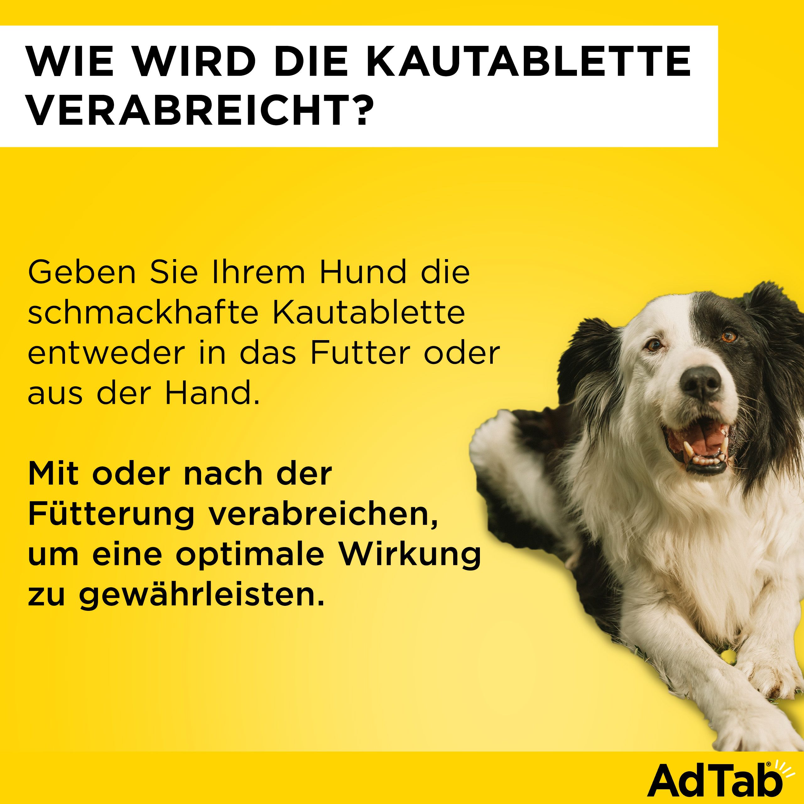 Gelber Hintergrund mit Text: Wie wird die Kautablette verabreicht? Mit oder nach der Fütterung verabreichen.