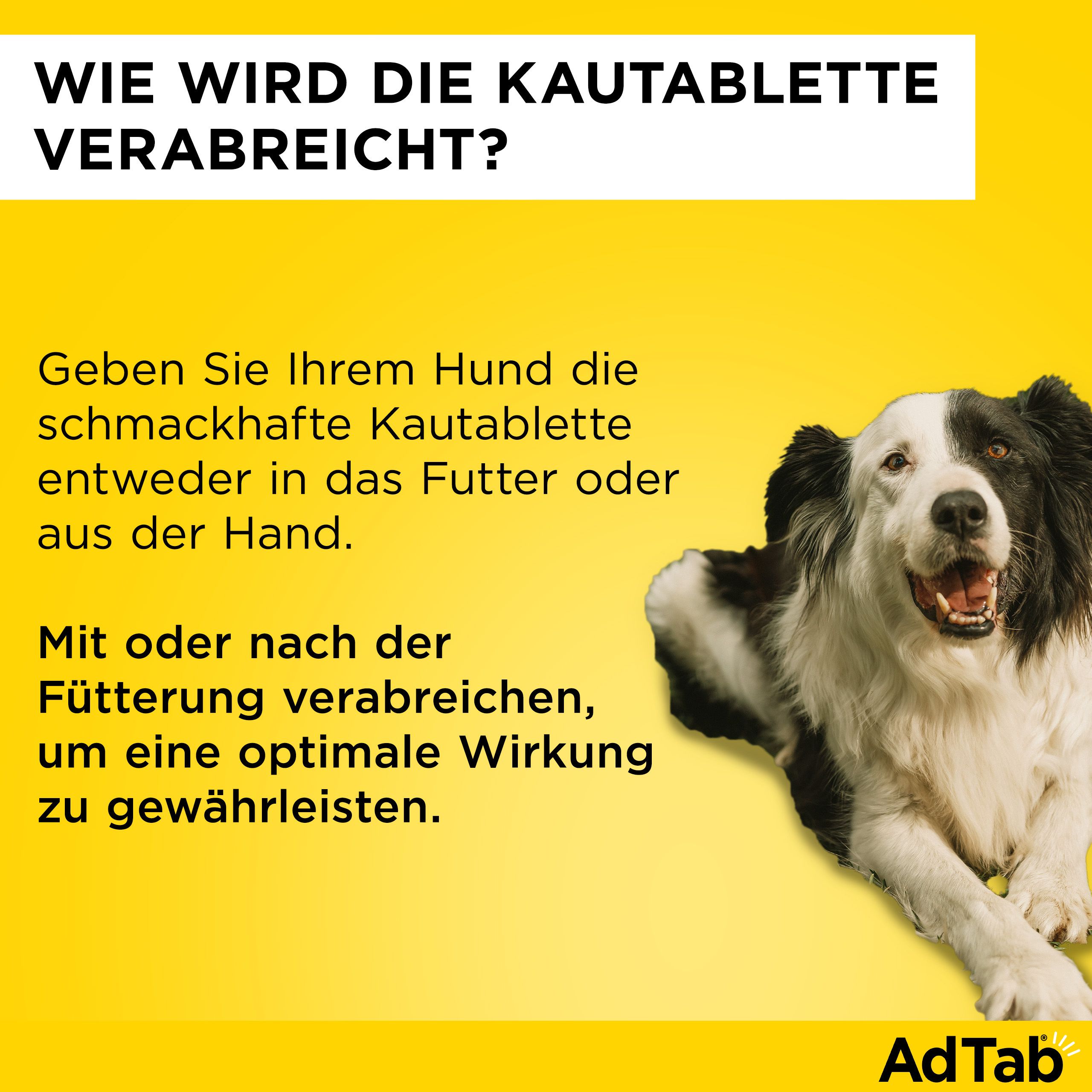 Gelber Hintergrund mit Text und einem Hund. Text: Wie wird die Kautablette verabreicht? Im Futter oder aus der Hand.