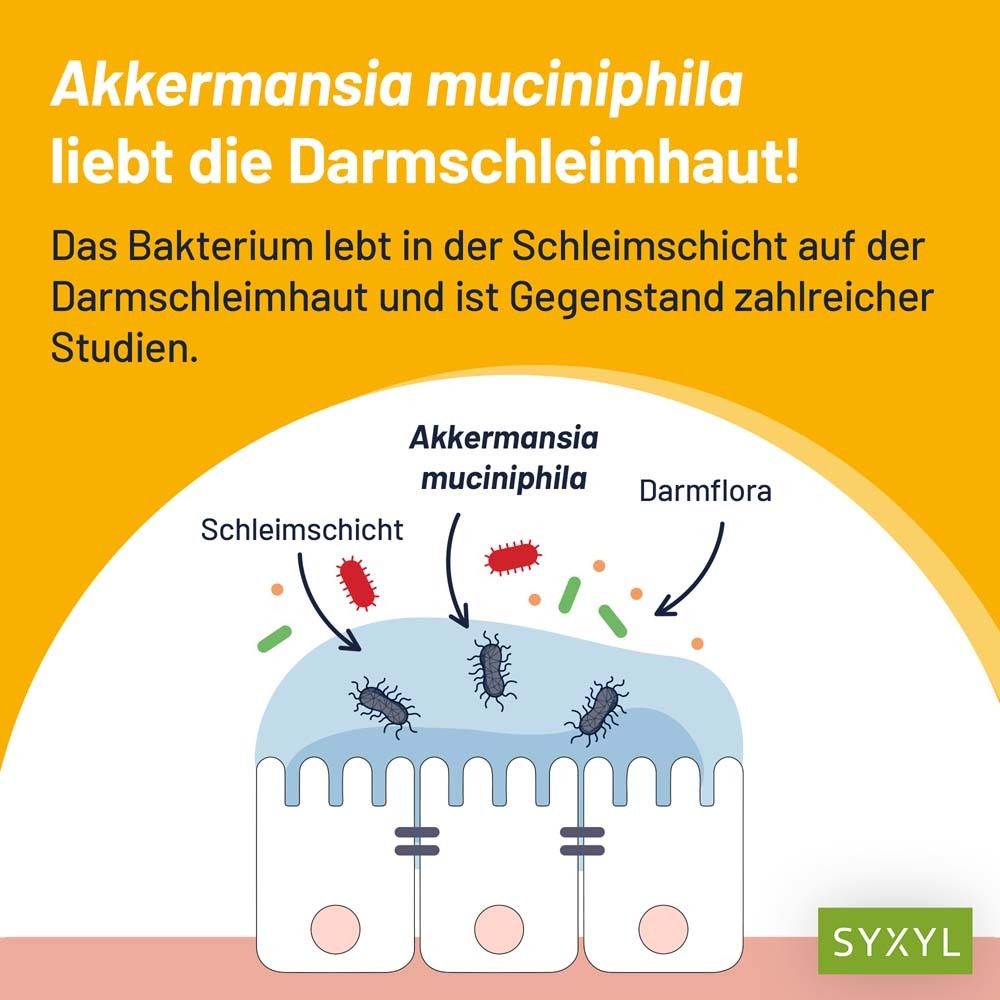 Illustration der Darmschleimhaut mit Bakterien. Text: Akkermansia muciniphila liebt die Darmschleimhaut!