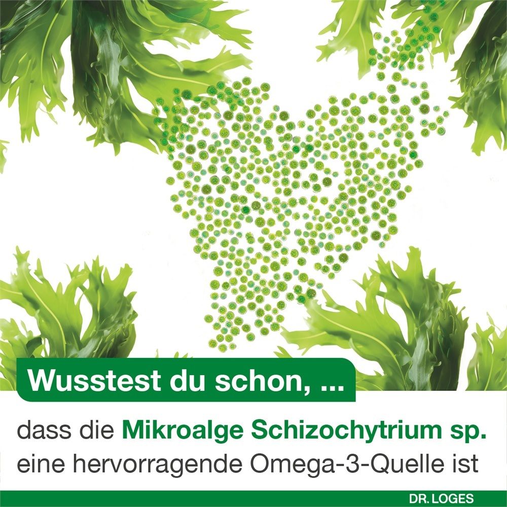 Herzförmige Anordnung von Mikroalgen, umgeben von Algenblättern. "Wusstest du schon, dass die Mikroalge Schizochytrium sp. eine hervorragende Omega-3-Quelle ist."