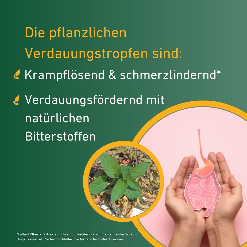 Hände halten Darm und Pfefferminze. Text: Die pflanzlichen Verdauungstropfen sind: krampflösend & schmerzlindernd, verdauungsfördernd.