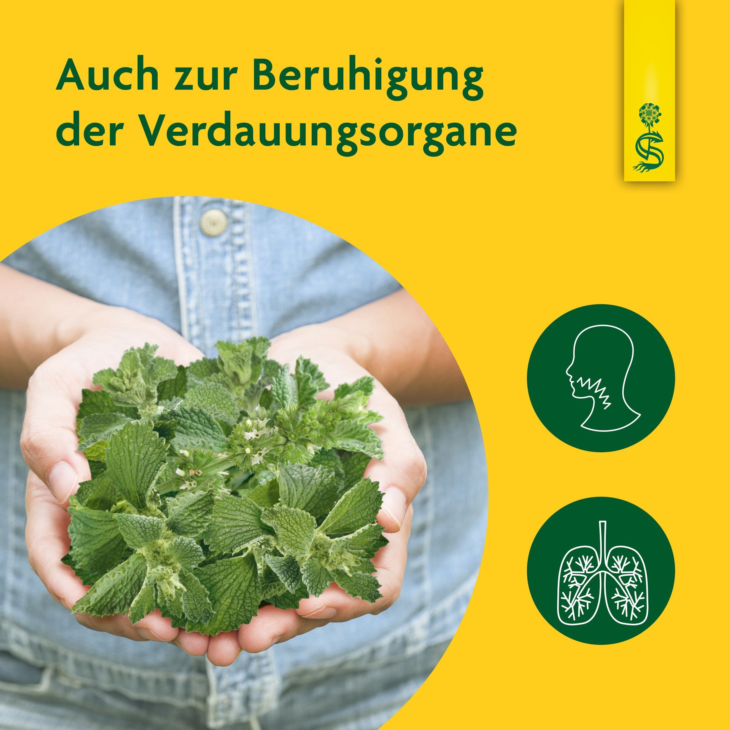 Hände halten Kräuter. Gelber Hintergrund. Grafiken: Hals und Lunge. Text: Auch zur Beruhigung der Verdauungsorgane.