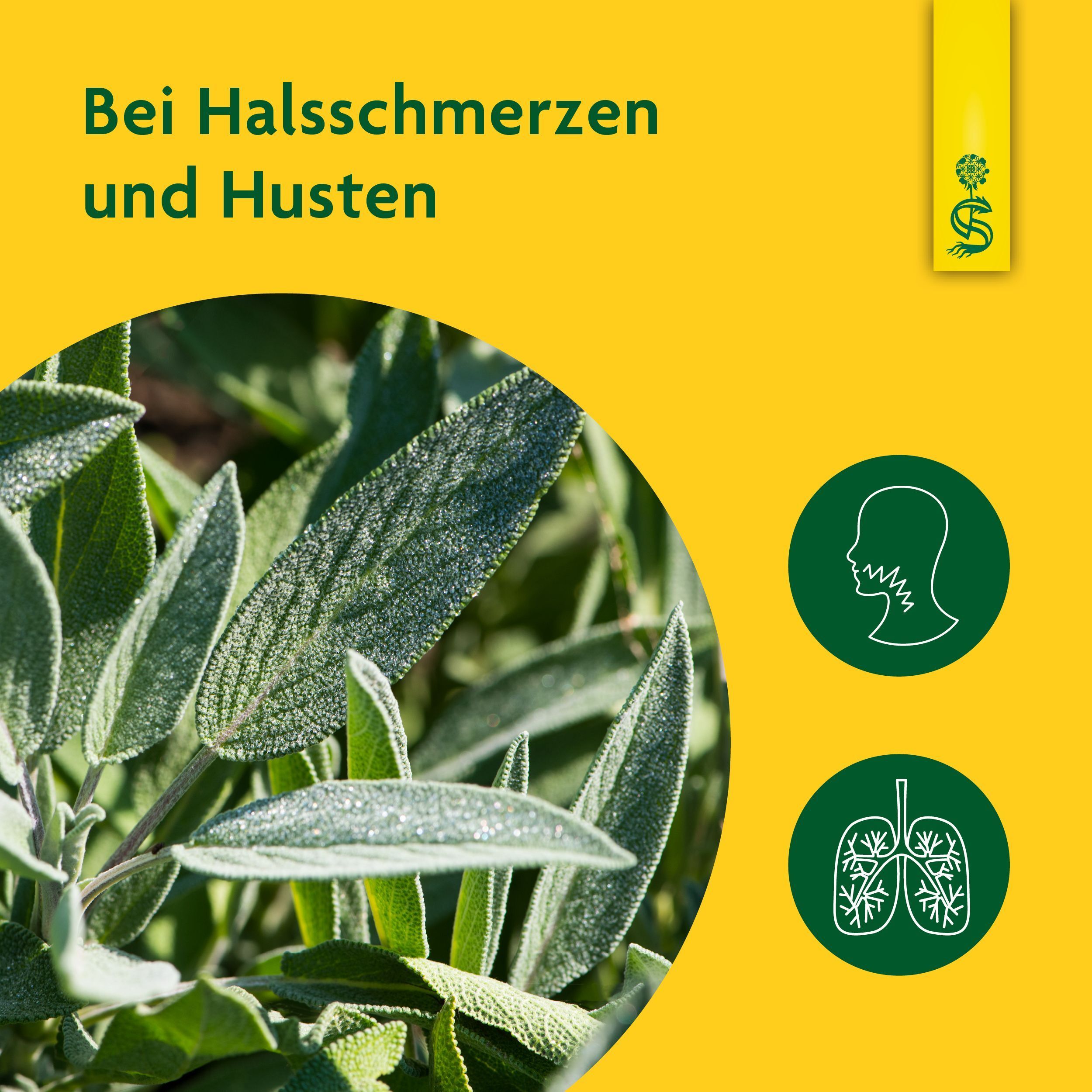 Nahaufnahme von Salbeiblättern. Gelber Hintergrund mit Symbolen für Hals und Lunge. Text: Bei Halsschmerzen und Husten.