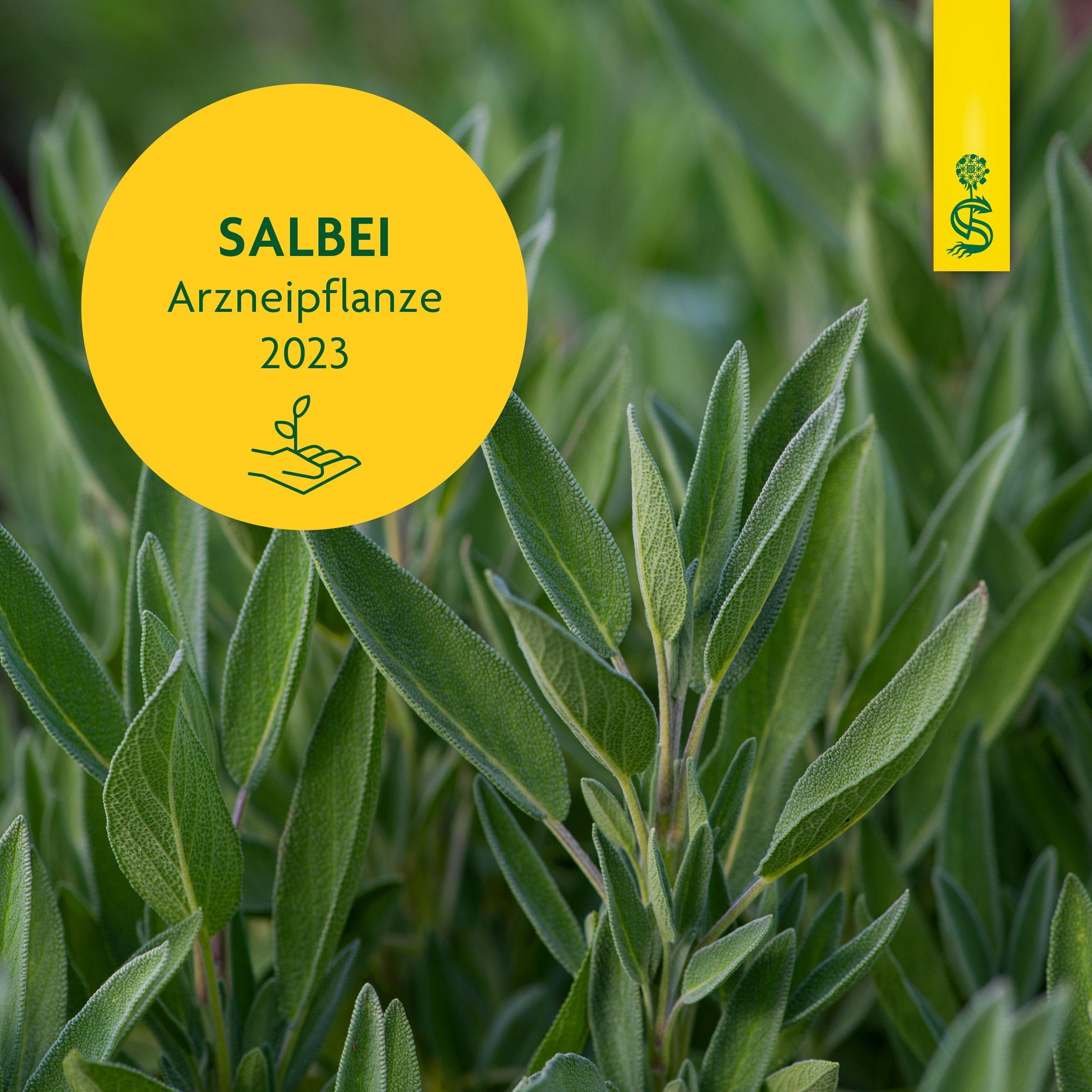 Salbeipflanze mit gelbem Kreis. Text: SALBEI Arzneipflanze 2023. Grünes Logo mit Pflanze.