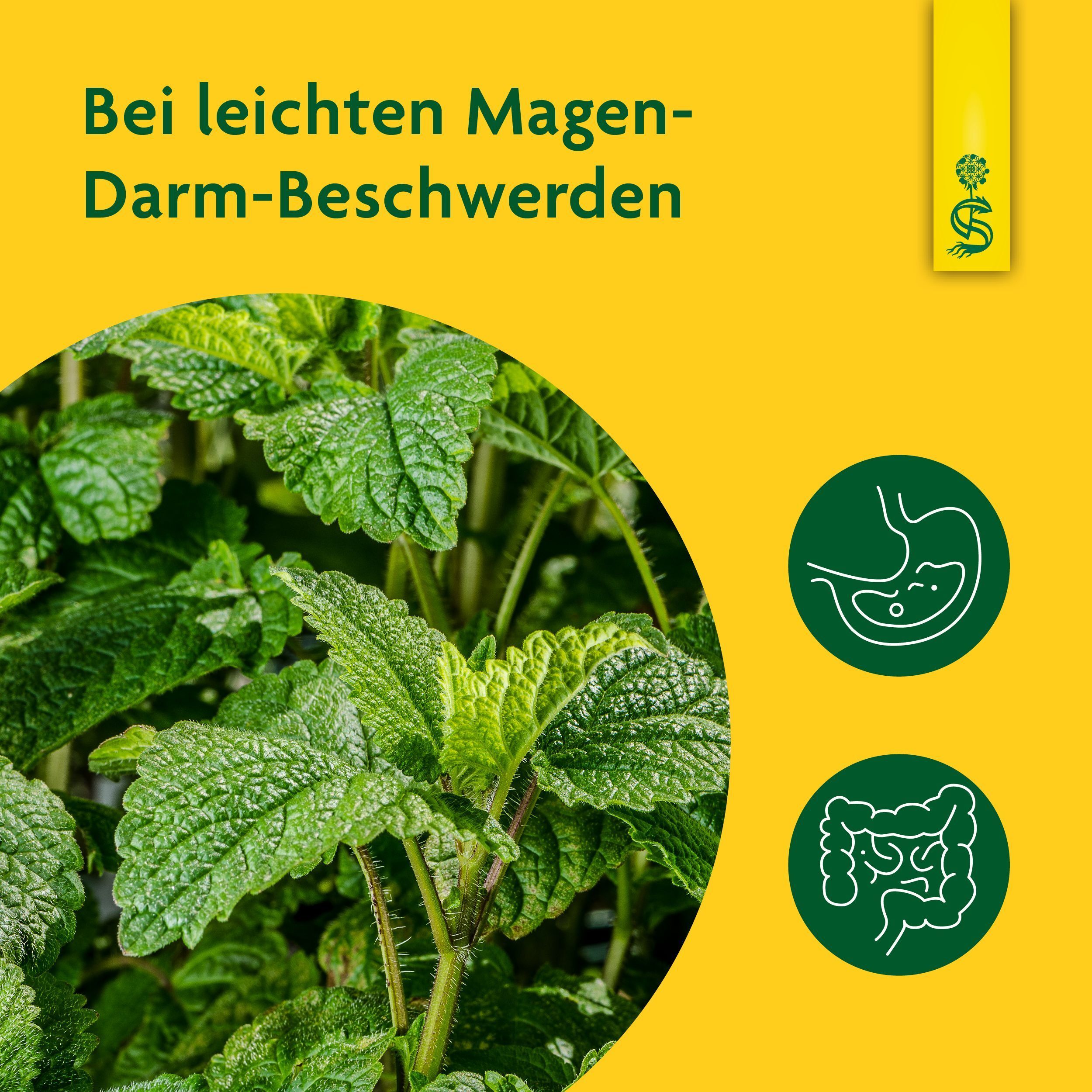 Nahaufnahme von Melisse-Blättern. Text: Bei leichten Magen-Darm-Beschwerden. Grafiken von Magen und Darm.