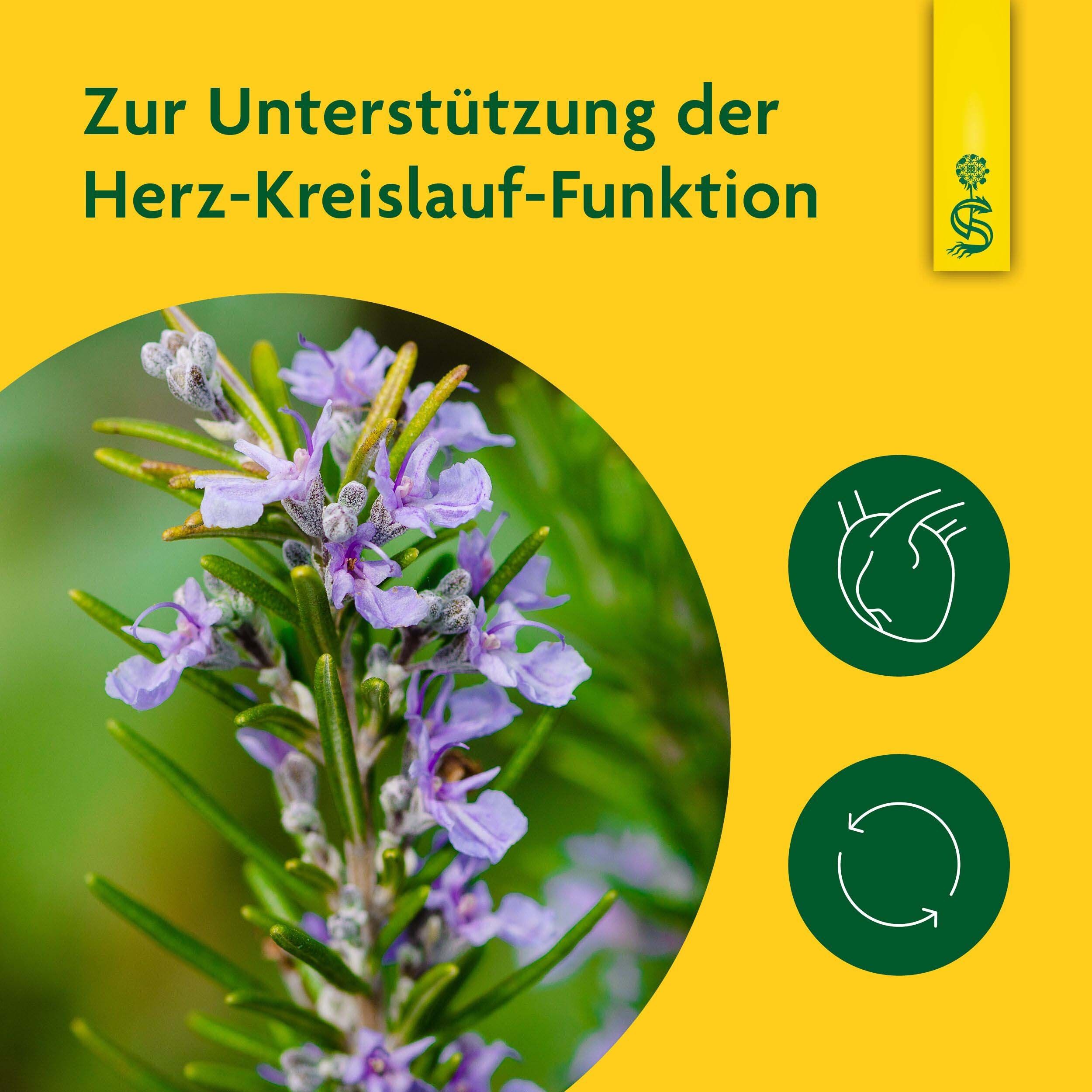 Nahaufnahme von Rosmarinzweig mit lila Blüten. Gelber Hintergrund mit grünen Kreissymbolen: Herz und Kreislauf.