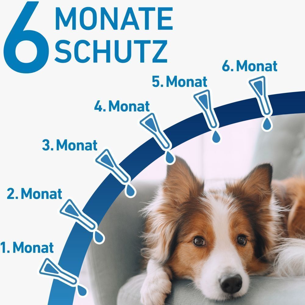 Grafik: 6 Monate Schutz. Pipetten und Hund. Monate 1-6 mit Tropfen. Hund liegt auf einem Sessel.