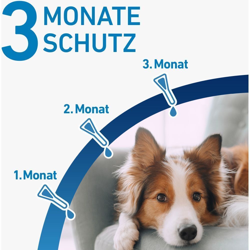 3 Monate Schutz. 1. Monat, 2. Monat, 3. Monat. Pipetten-Illustrationen. Hund im Hintergrund.