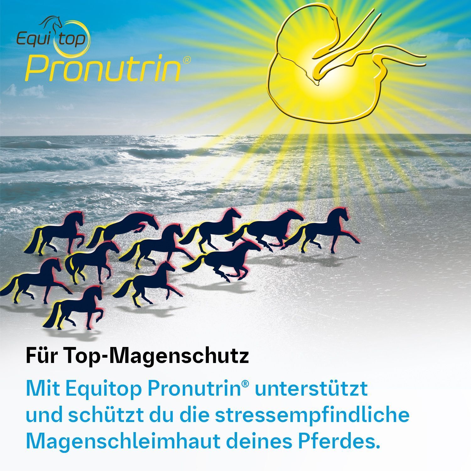Grafik mit galoppierenden Pferden am Strand. Text: Equitop Pronutrin® für Top-Magenschutz.