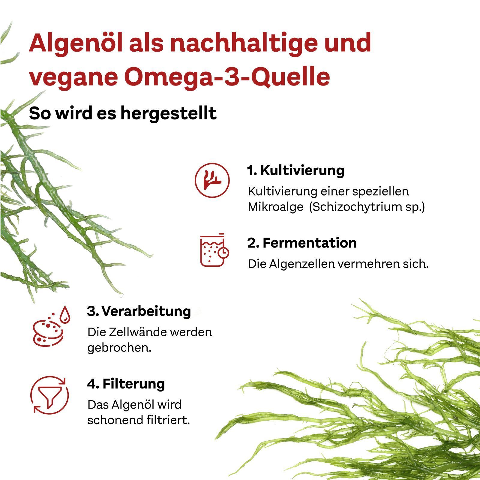 Herstellung von Algenöl. 4 Schritte: Kultivierung, Fermentation, Verarbeitung, Filterung. Grüne Algen.