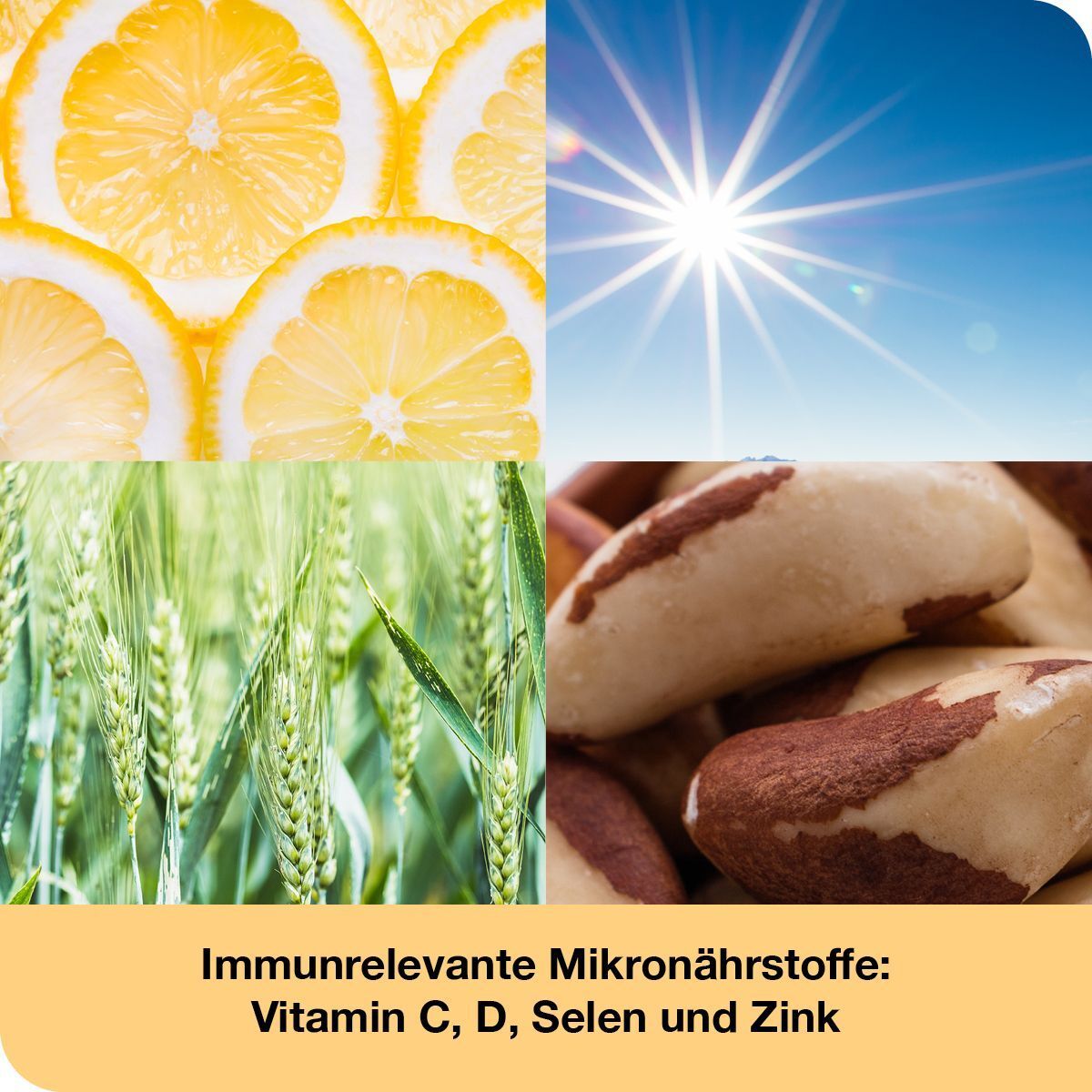 Vier Bilder: Zitronenscheiben, Sonne, Weizenfeld, Paranüsse. Text: Immunrelevante Mikronährstoffe: Vitamin C, D, Selen und Zink.