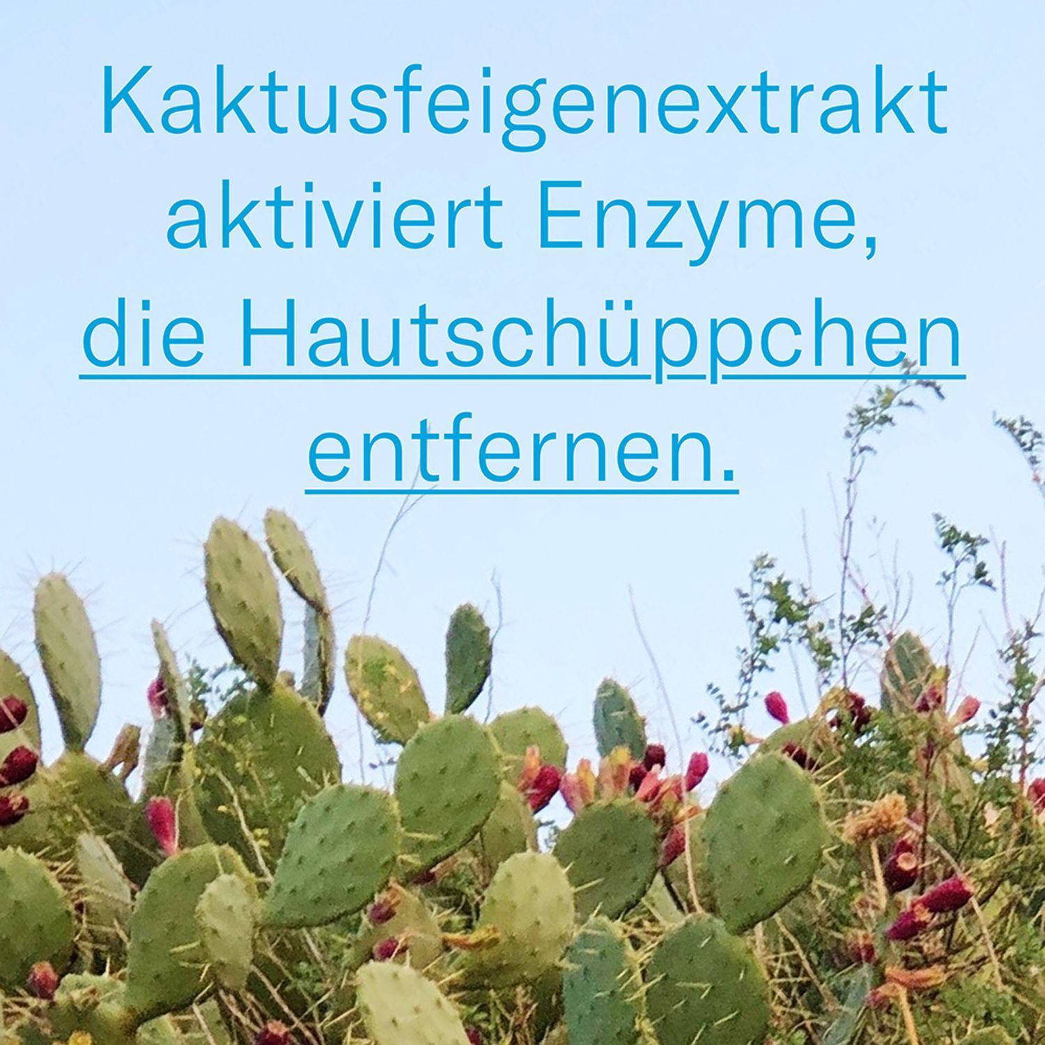 Kaktus vor blauem Himmel. Text: Kaktusfeigenextrakt aktiviert Enzyme, die Hautschüppchen entfernen.