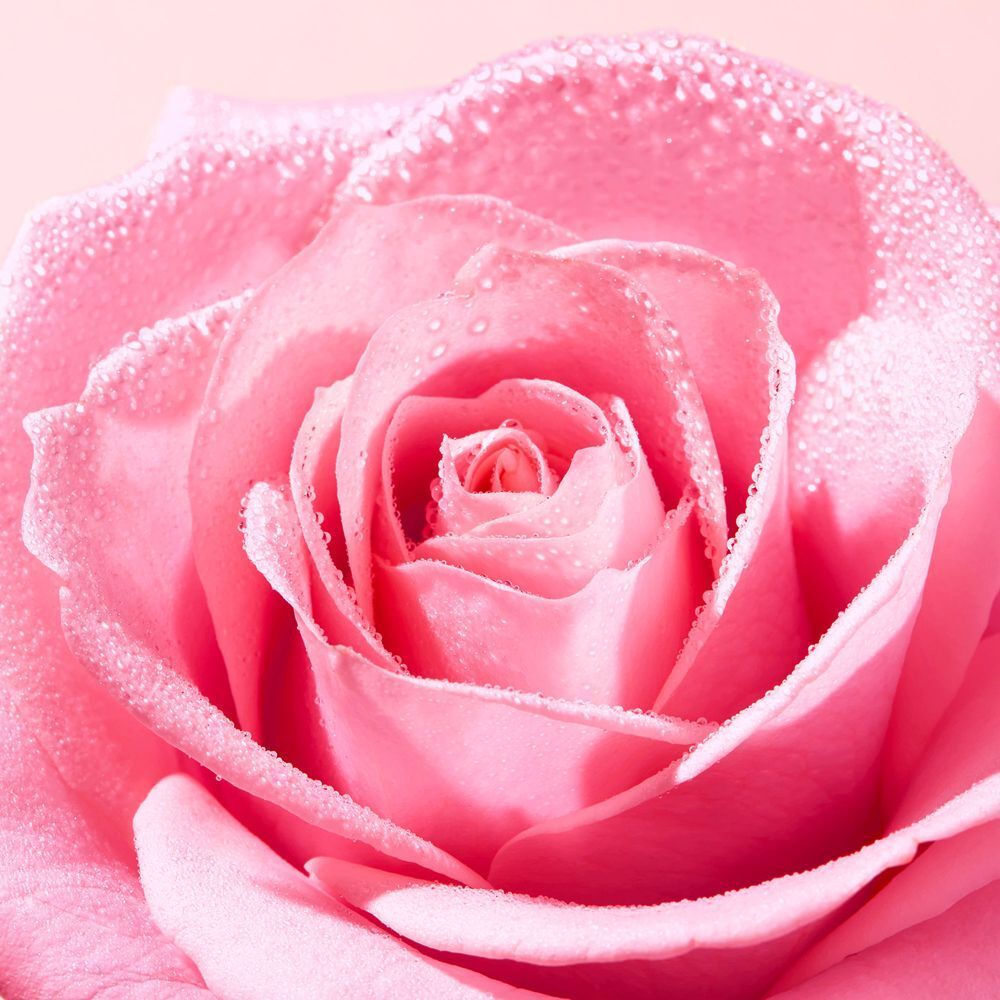 Nahaufnahme einer rosa Rose. Wassertropfen auf den Blütenblättern. Rosa Blütenblätter mit Details.