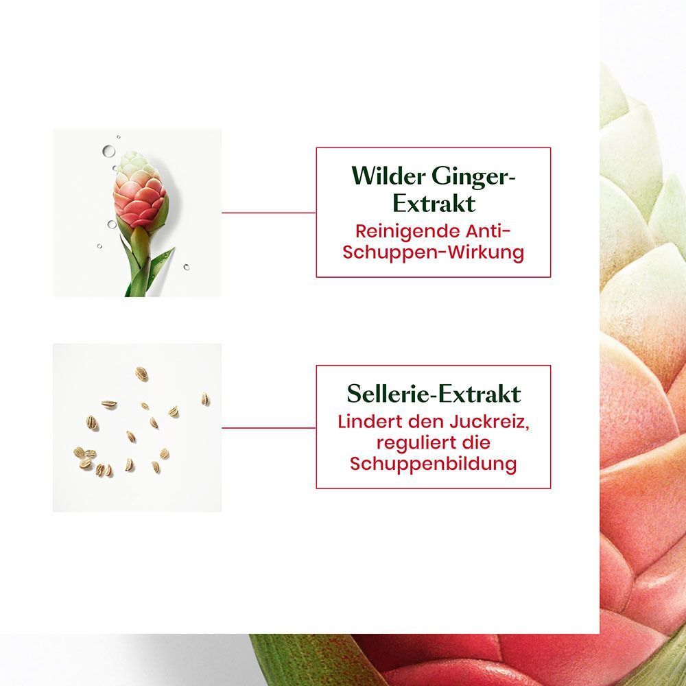 Nahaufnahme von Inhaltsstoffen. Wilder Ginger-Extrakt, Sellerie-Extrakt. Reinigende Anti-Schuppen-Wirkung.