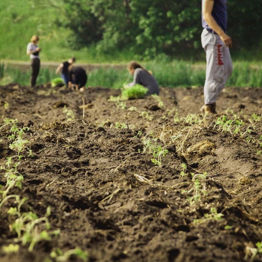 Feld mit Pflanzen. Mehrere Personen bei der Arbeit. Im Vordergrund dunkle Erde.