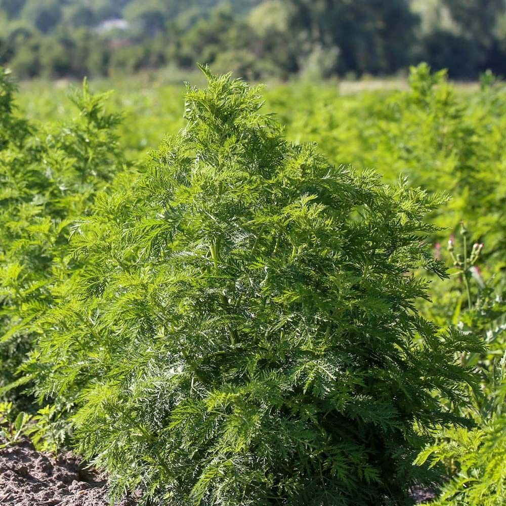 Grüne Pflanzen auf einem Feld. Pflanzen mit grünen Blättern.