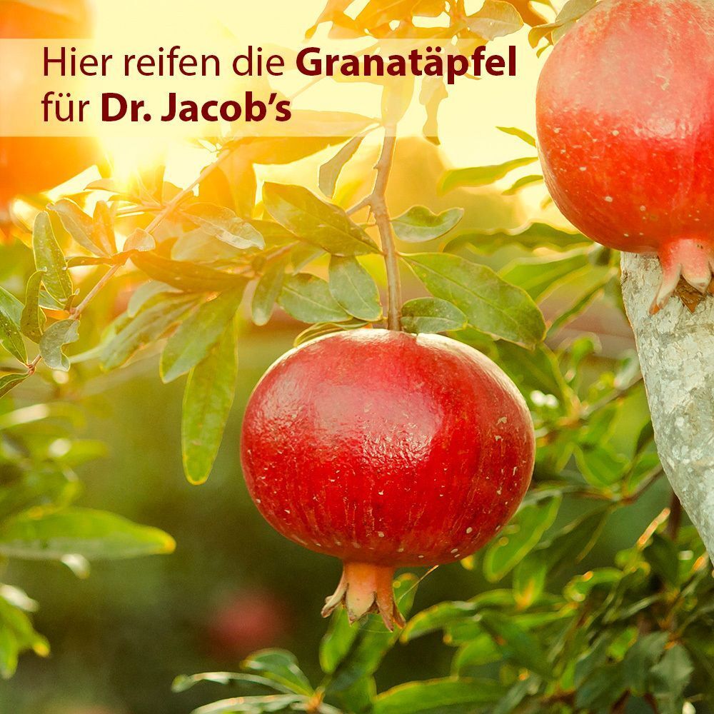 Nahaufnahme von reifen Granatäpfeln an einem Baum. Sonnenlicht. Text: Hier reifen die Granatäpfel für Dr. Jacob's.