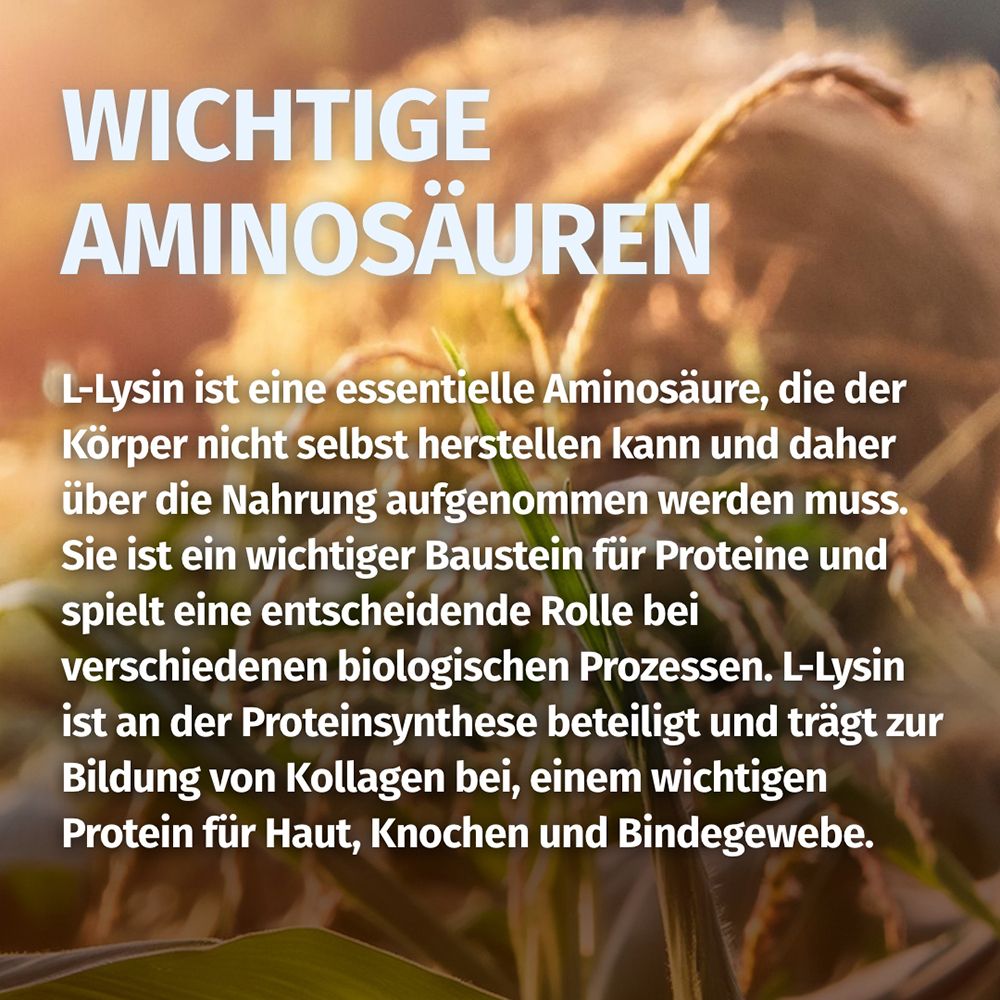 Text über L-Lysin als wichtige Aminosäure für Kollagenbildung.