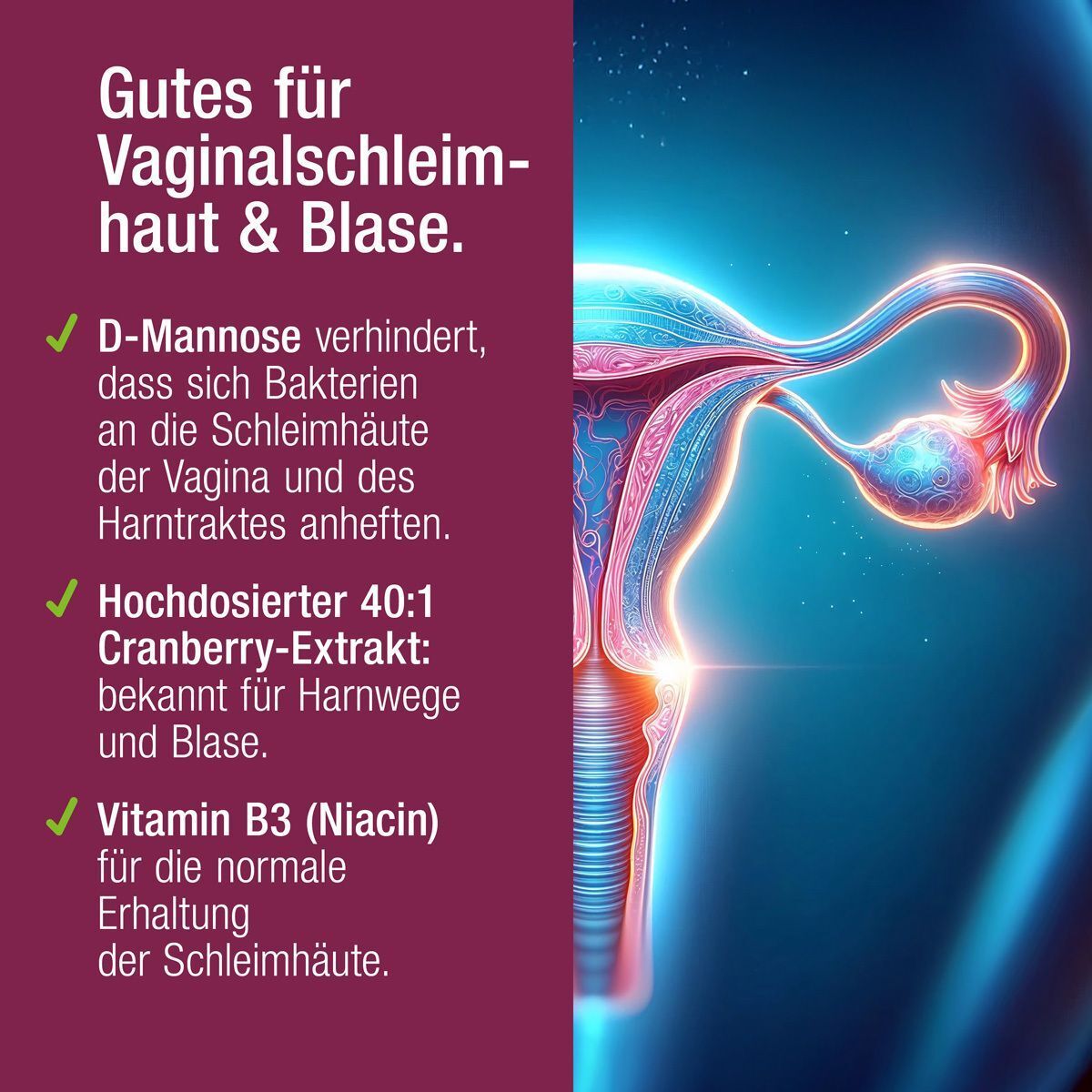 Grafische Darstellung der weiblichen Anatomie. Text: D-Mannose, Cranberry-Extrakt, Vitamin B3. Lila Hintergrund.