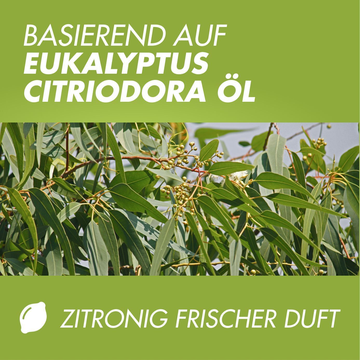 Grüner Hintergrund mit Eukalyptus-Blättern. Text: Basierend auf Eukalyptus Citriodora Öl. Zitrone.