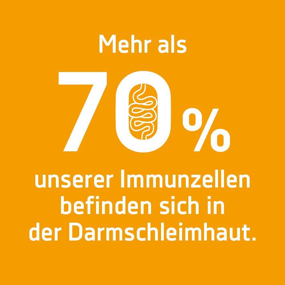 Grafik: Über 70% der Immunzellen befinden sich in der Darmschleimhaut.