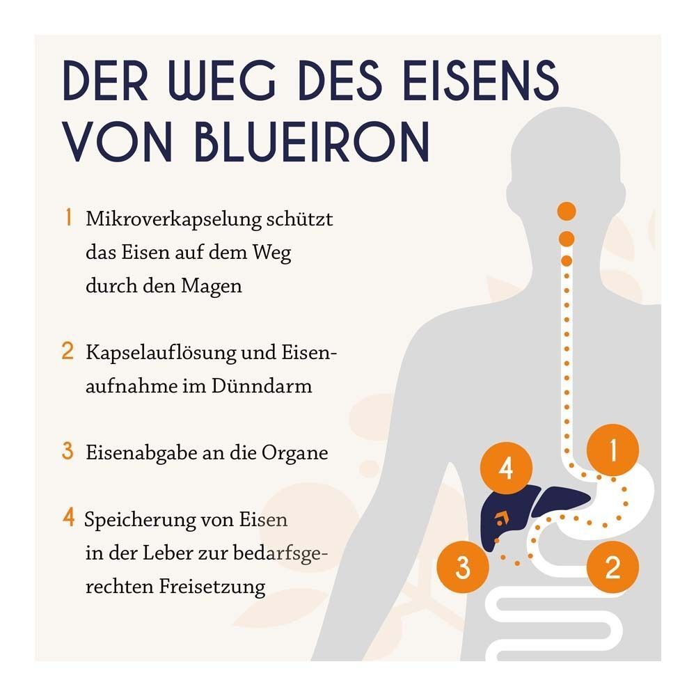 Grafik, die den Weg des Eisens durch den Körper zeigt: Magen, Dünndarm, Leber.