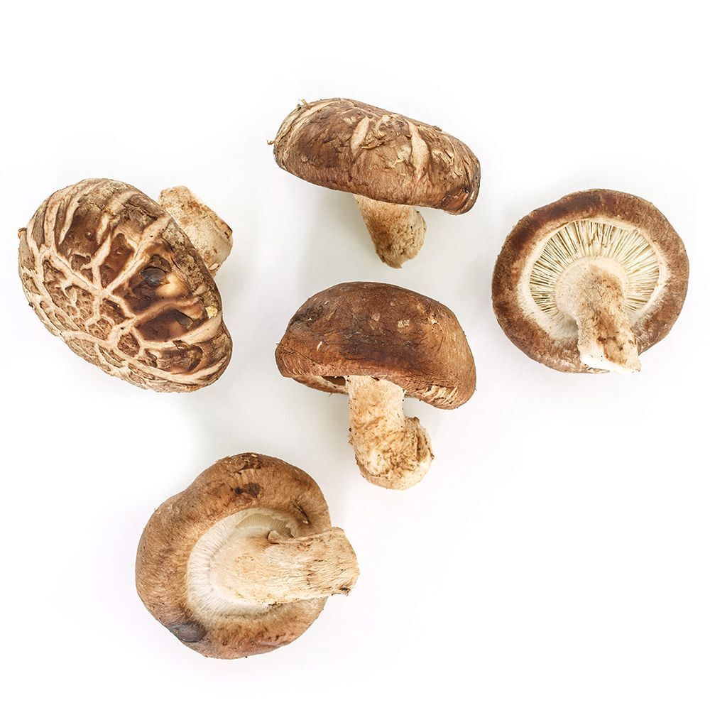 Fünf Shiitake-Pilze auf weißem Hintergrund. Verschiedene Ansichten der Pilze.