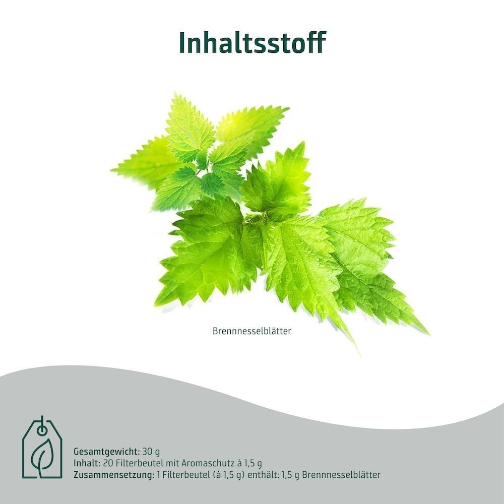 Frische Brennnesselblätter, Zutat für Sidroga Brennesselblättertee.