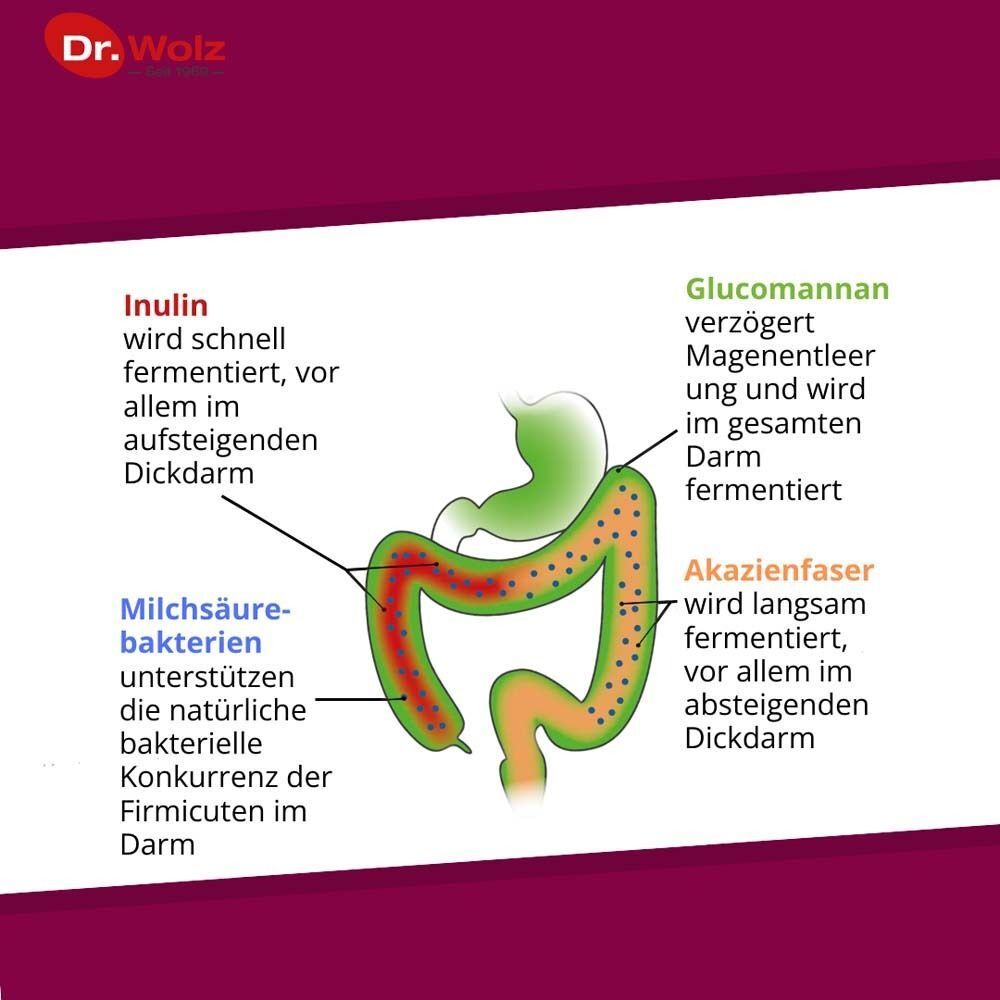 Diagramm des Darms. Beschriftungen: Inulin, Glucomannan, Akazienfaser, Milchsäurebakterien. Farben: grün, rot, orange.