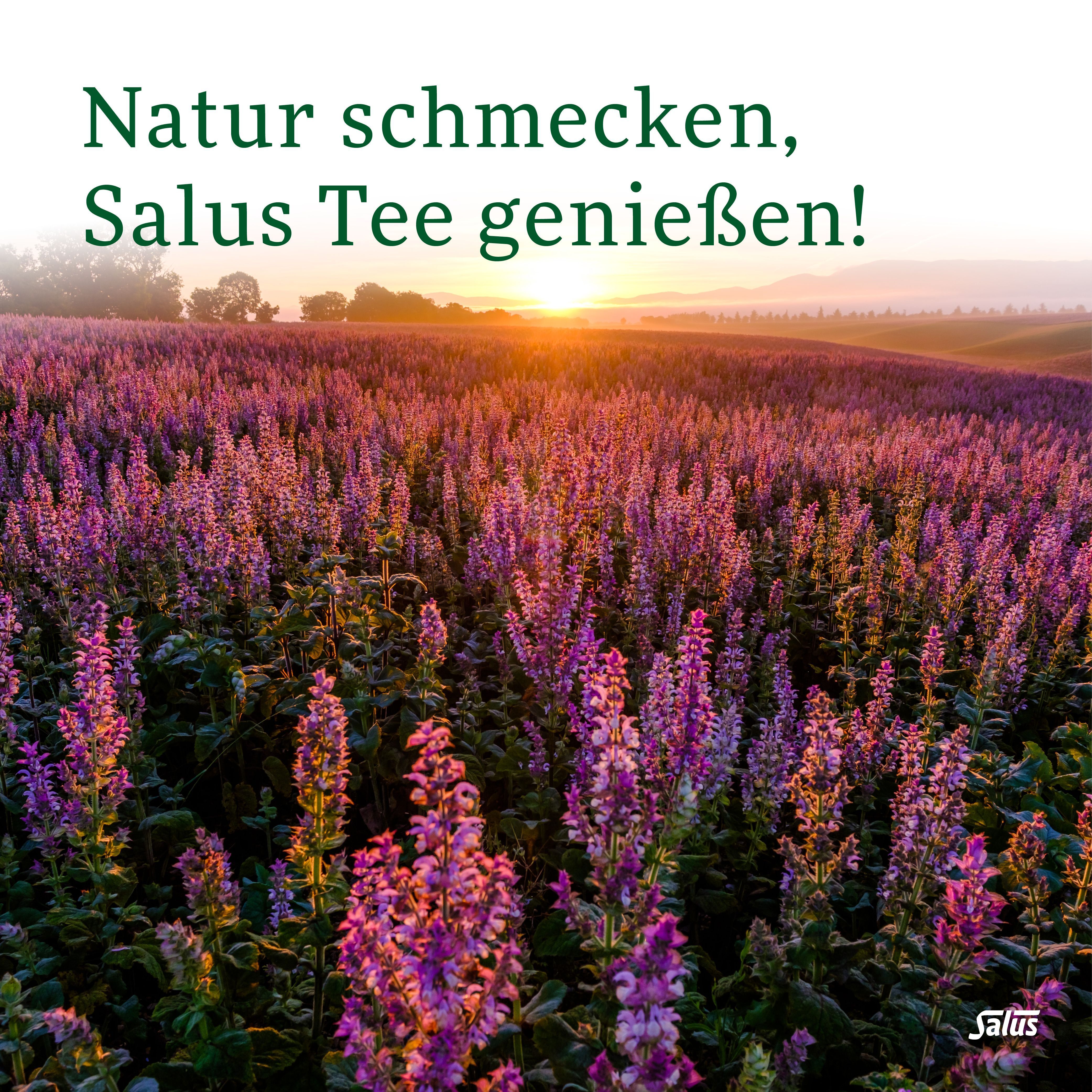 Sonnenuntergang über einem Feld mit blühenden lila Pflanzen. Text: "Natur schmecken, Salus Tee genießen!".