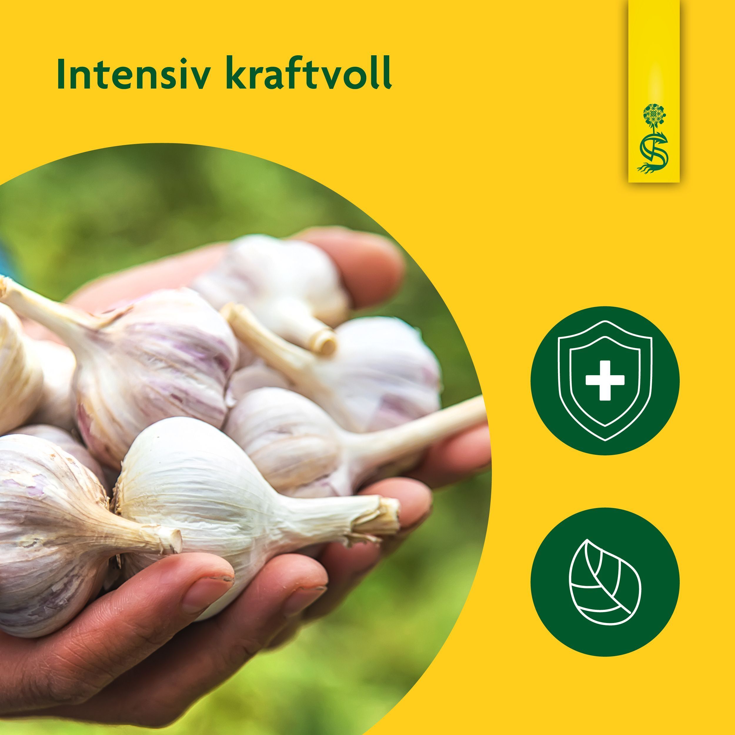 Hände halten frische Knoblauchknollen. Symbole für Immunschutz und Blatt.