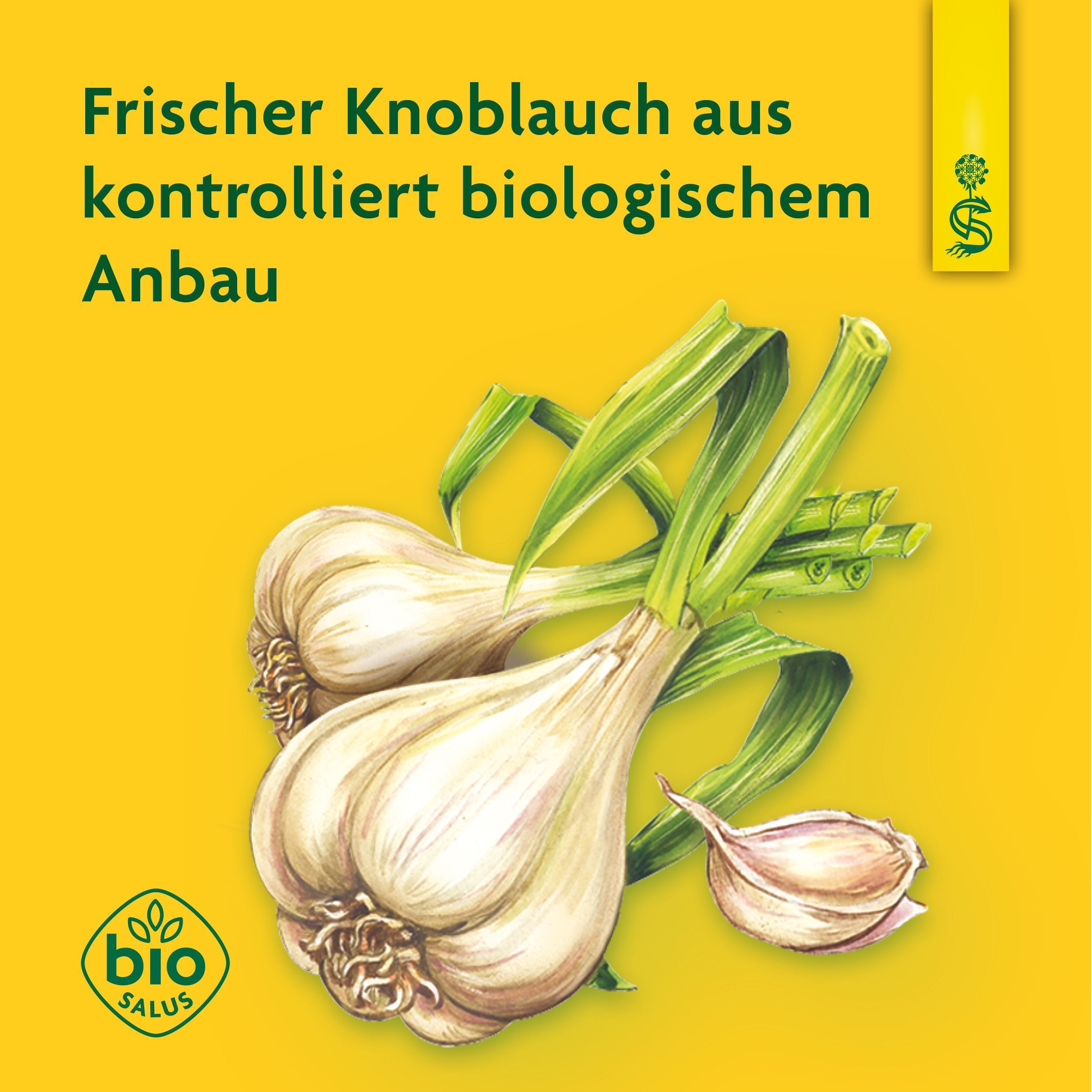 Zwei Knoblauchknollen mit grünen Blättern, daneben ein Bio Salus Siegel.