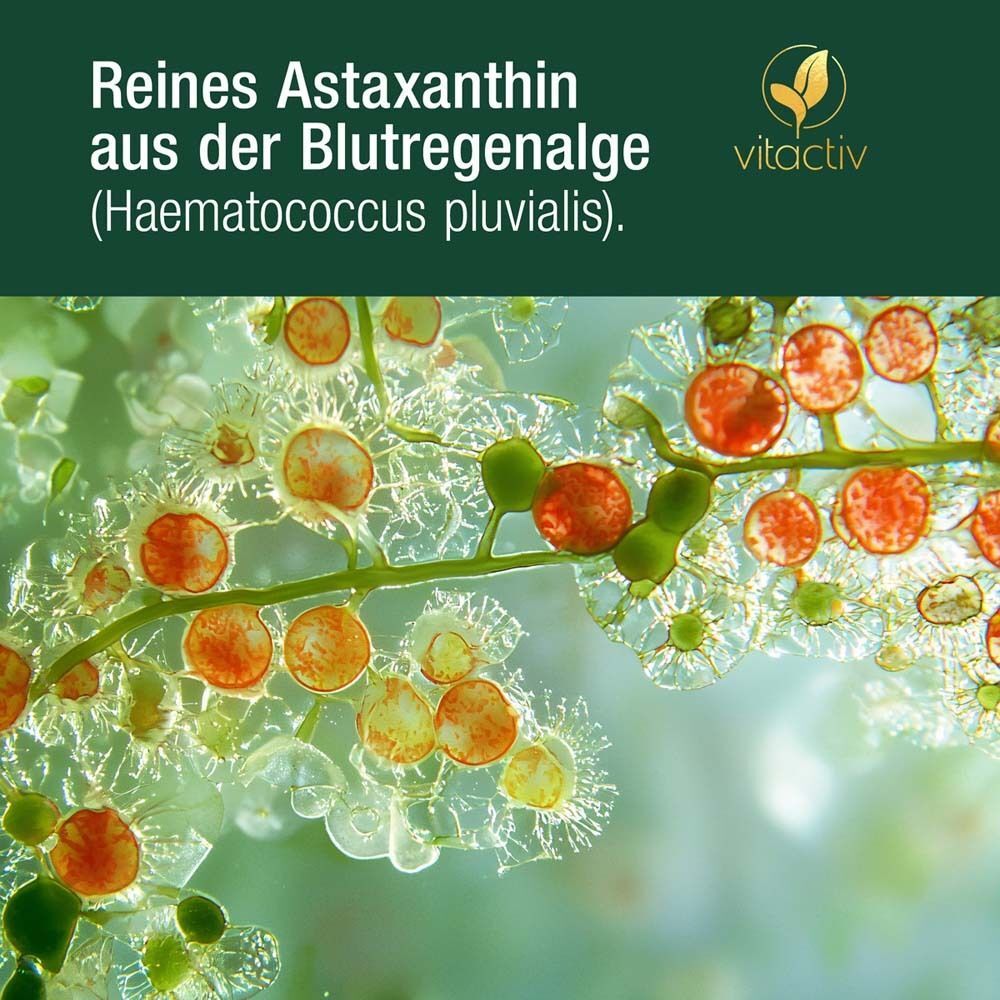 Nahaufnahme von Haematococcus pluvialis Algen. Rote und grüne Zellen in einer transparenten Struktur.